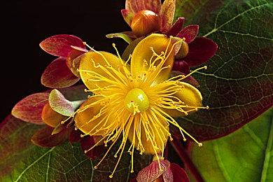 名越稔洋工作室成立三周年 员工数量已超80人